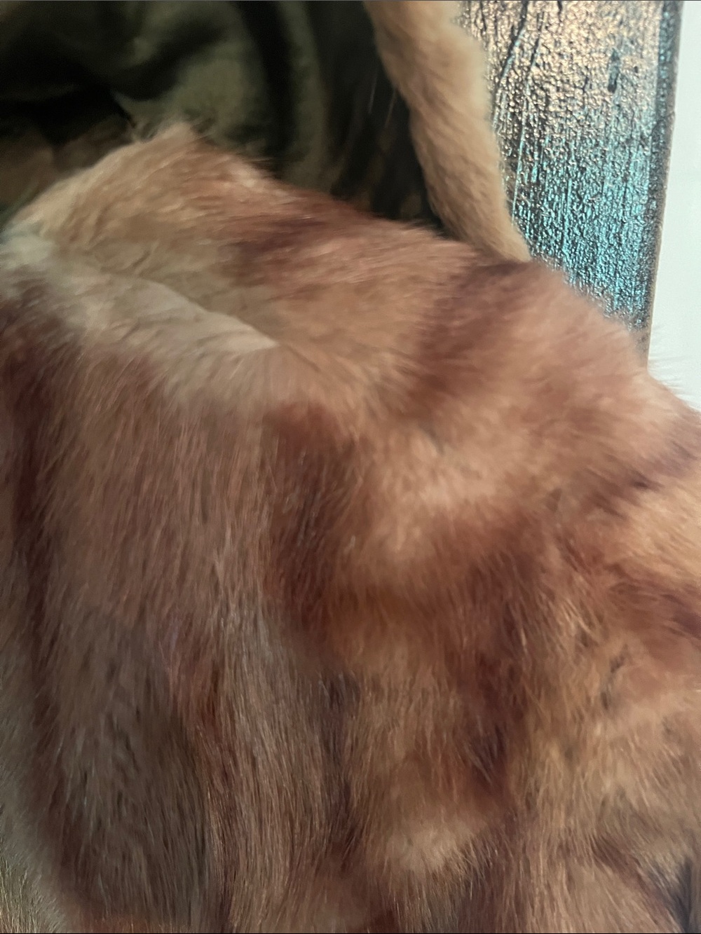 Luxurious Women's Muskrat Fur Coat - Brown - Picture 9 of 15